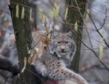 Luchs0005